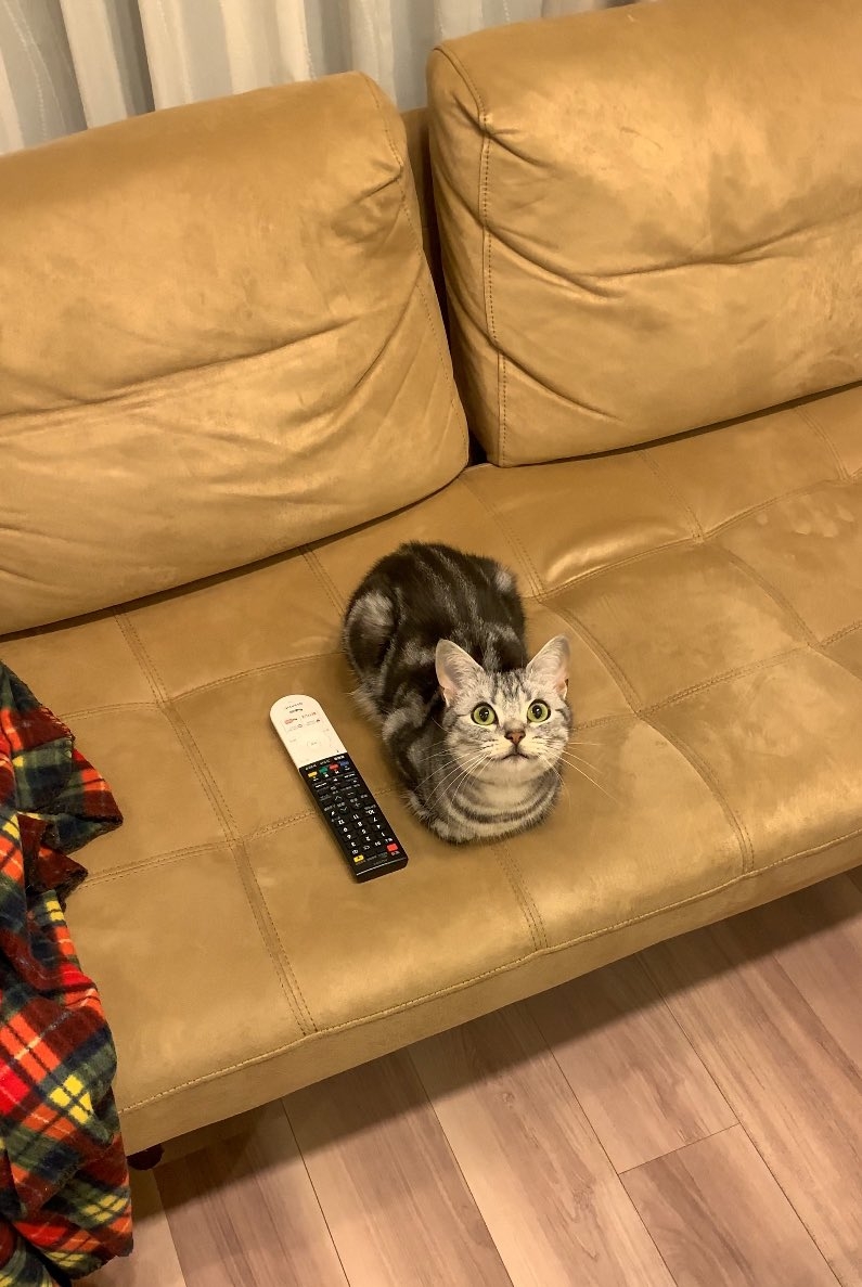 喵：還沒睡夠捏！