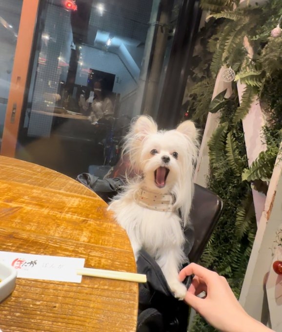 奴才：要吹吹涼才能吃啦！