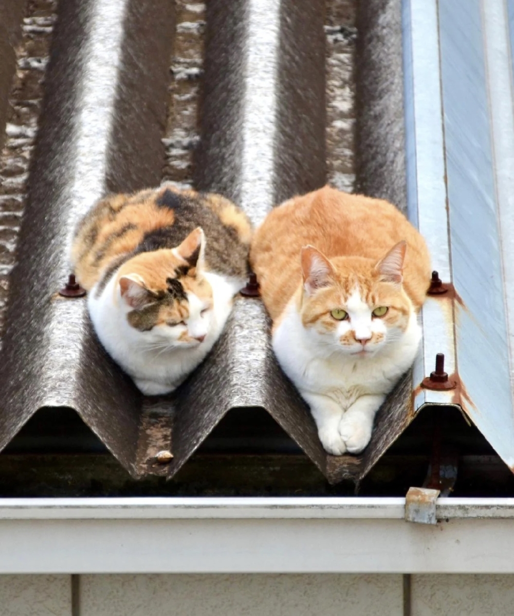 奴才：這個約會的地方好像有點高難度喔