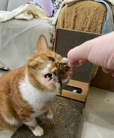 奴才：多吃點，還有喔