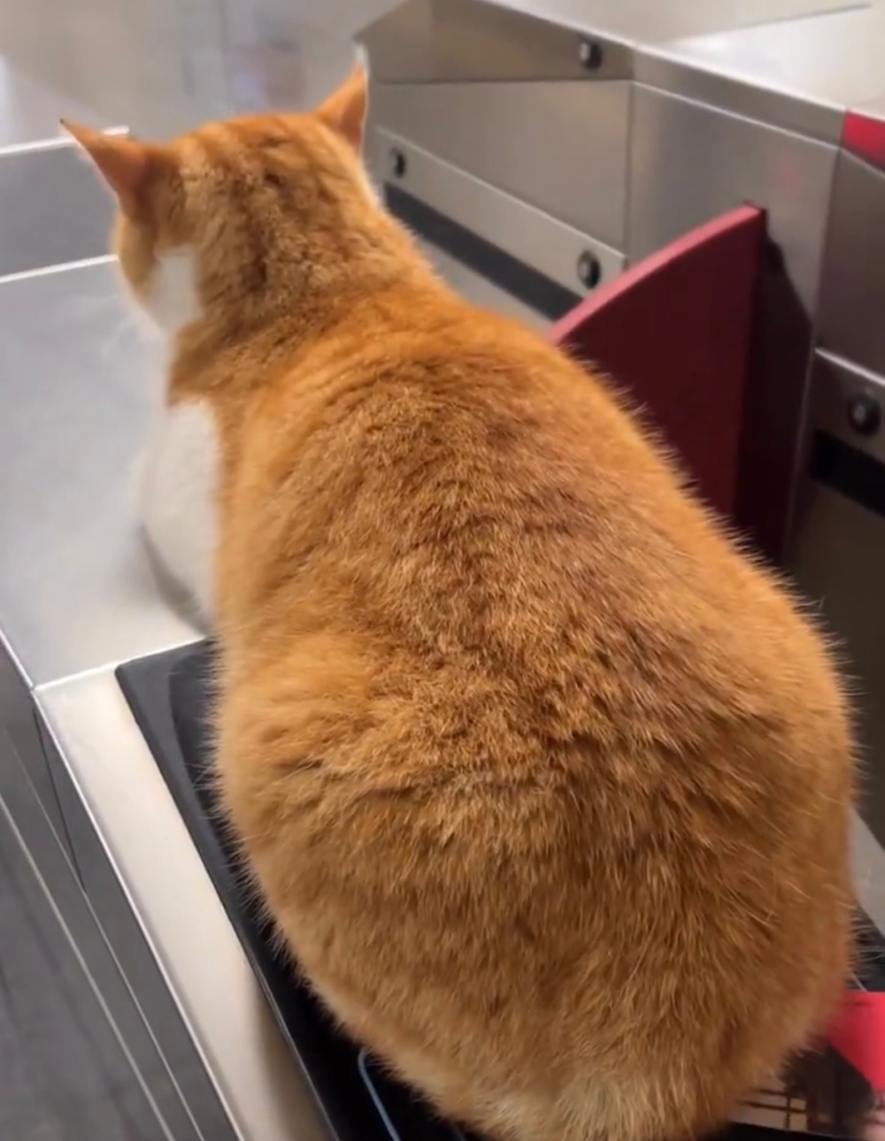 乘客：所以有獎勵的貓糧喔～