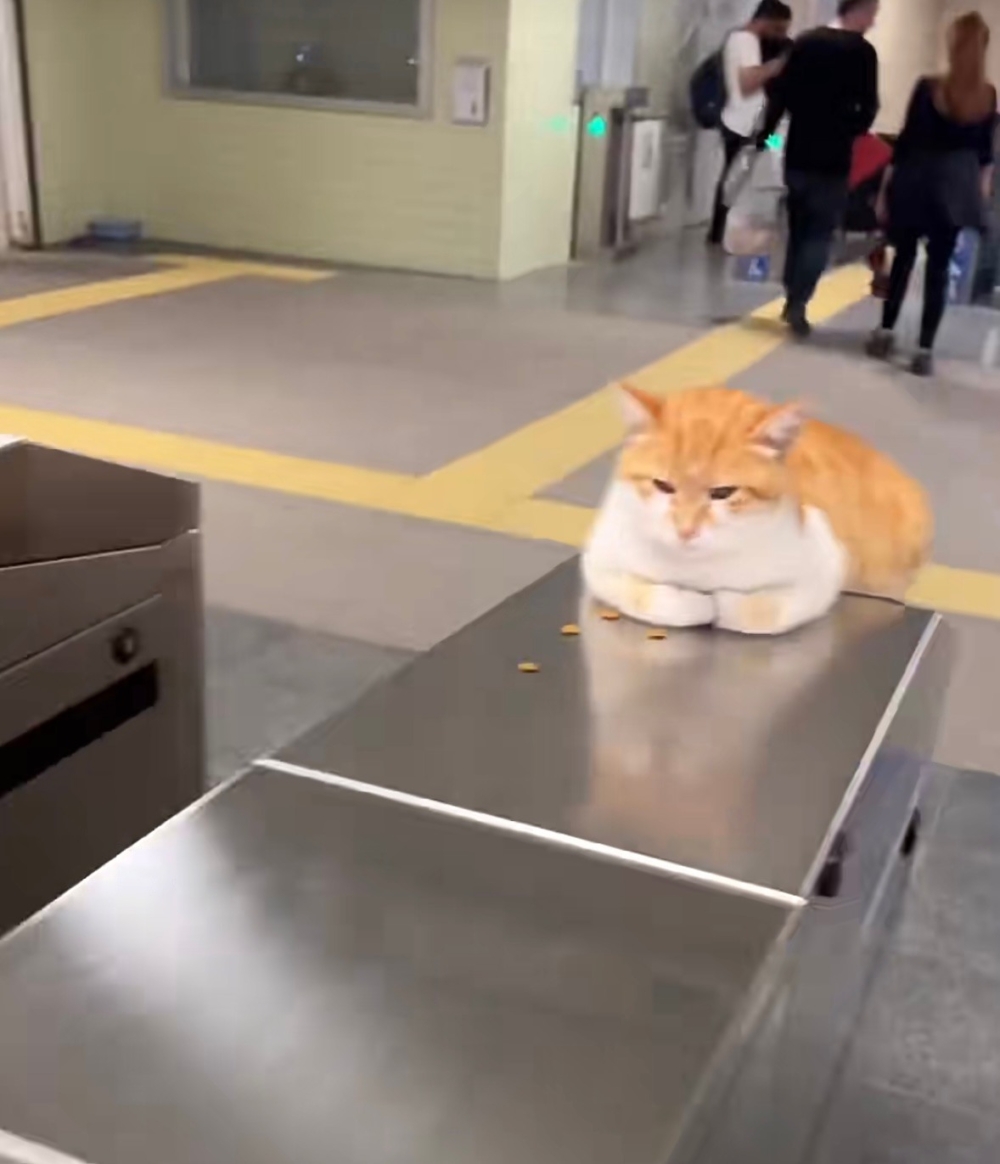 乘客：你好盡責呀