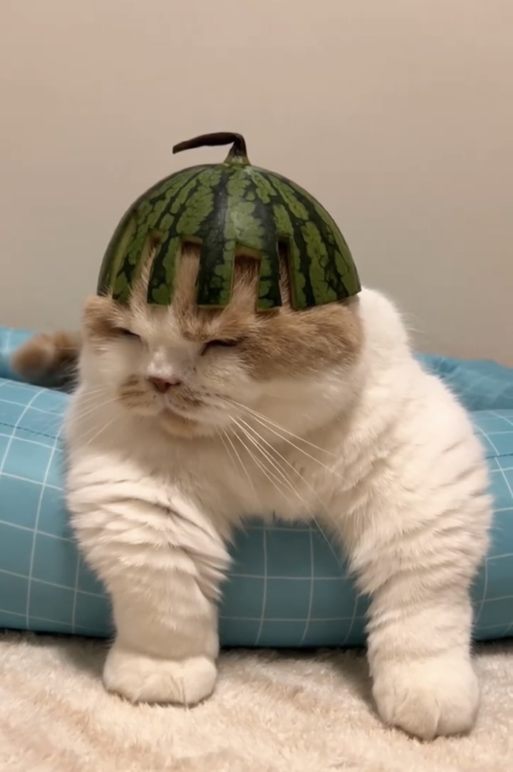 奴才：好勉強喔