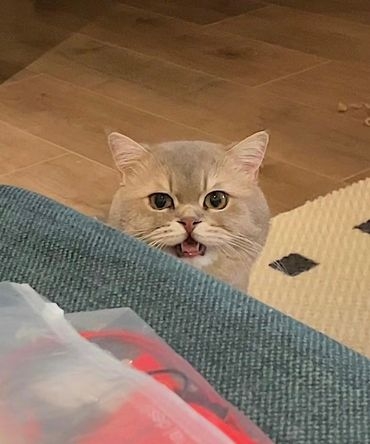 喵：那你說說錯哪了