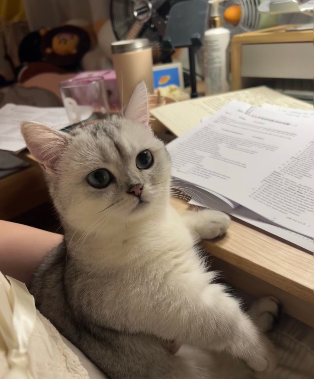 奴才：你也不會做嗎？