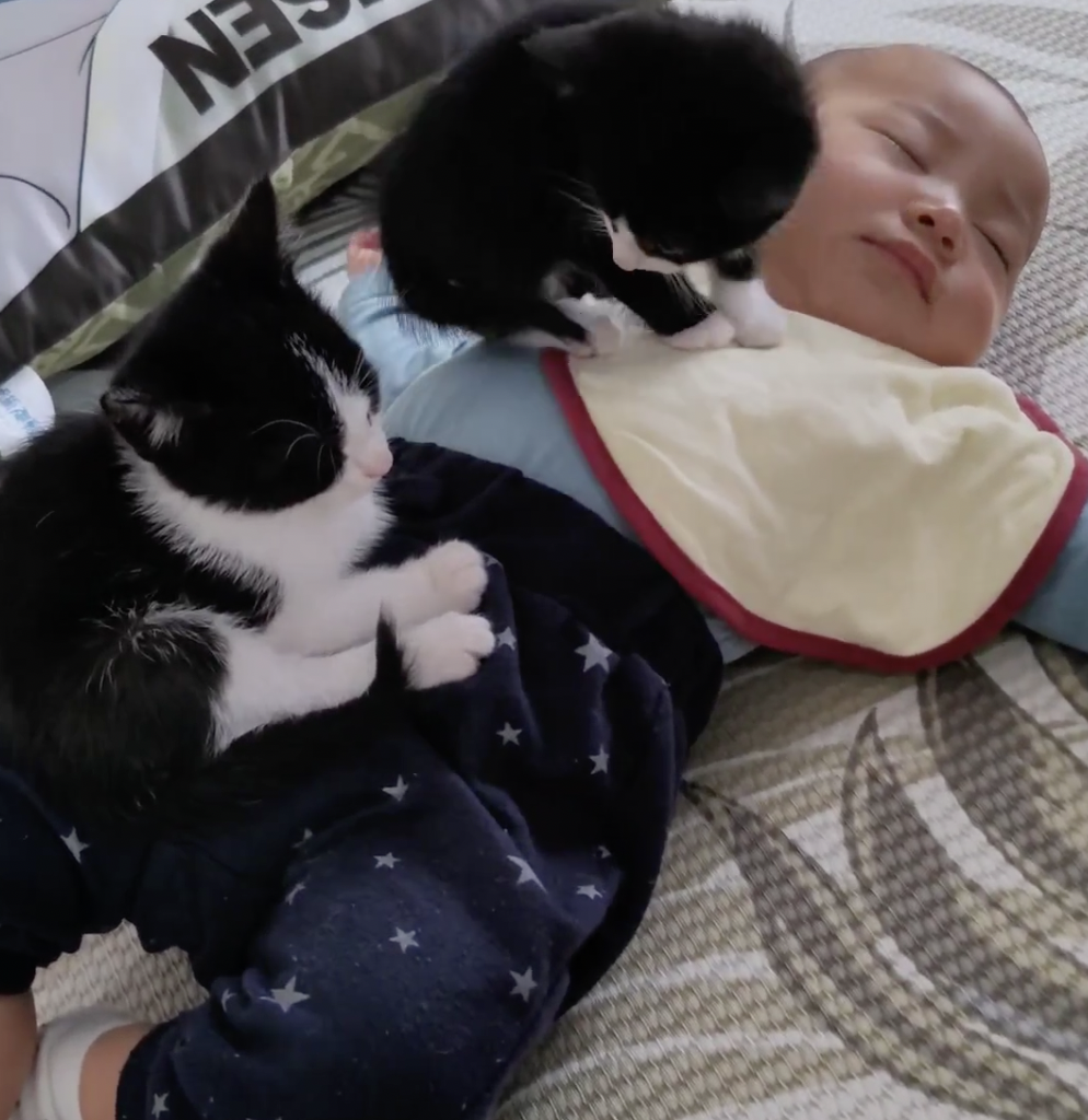 龚琳娜：万物都在歌里_凤凰网, image size:994x1024