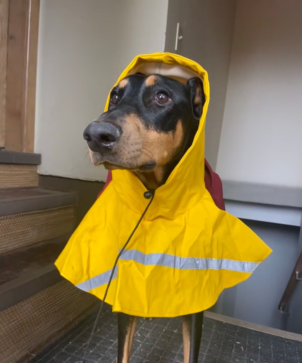 奴才：你好迫不及待啊