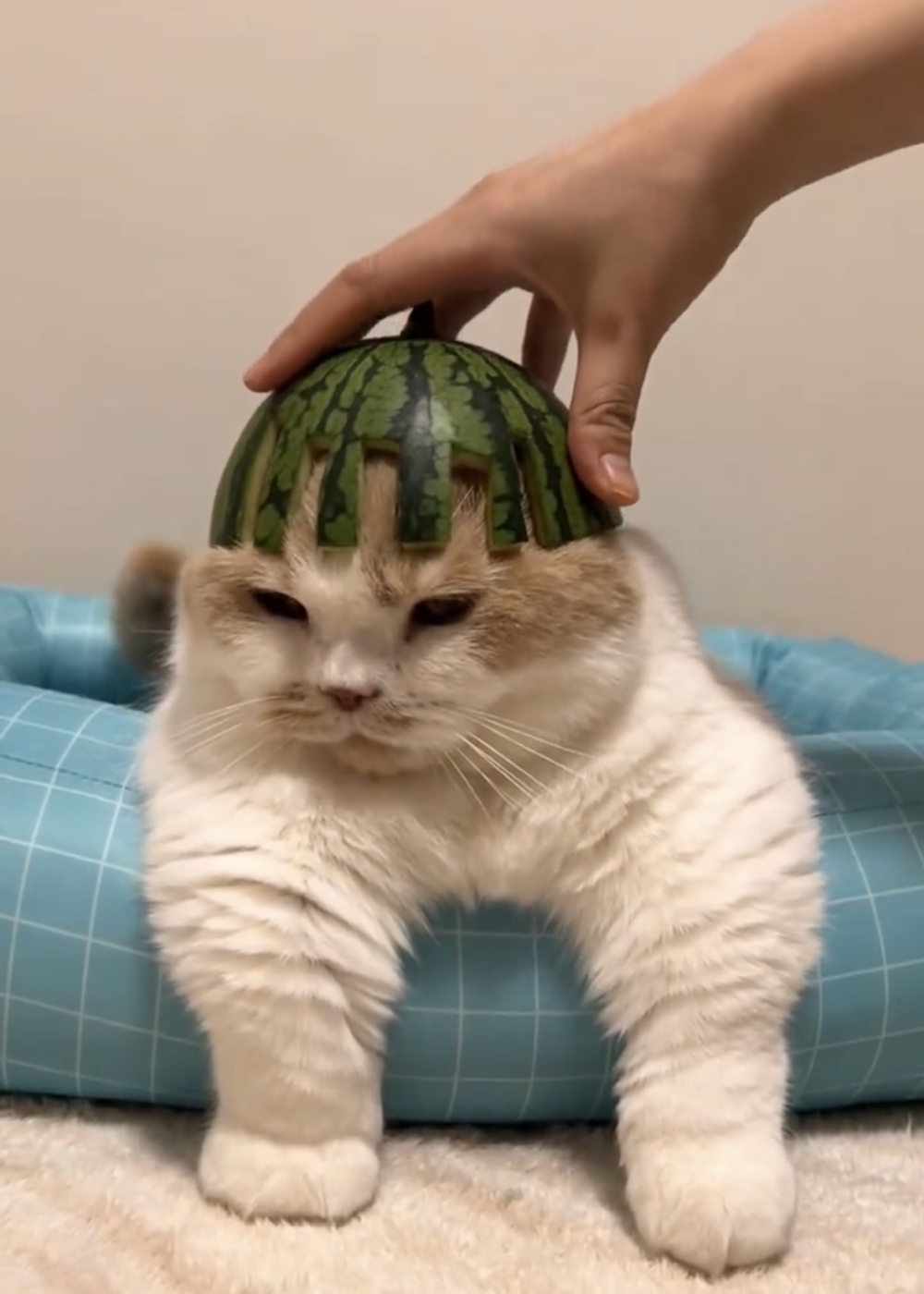 奴才：難道不好看嗎？