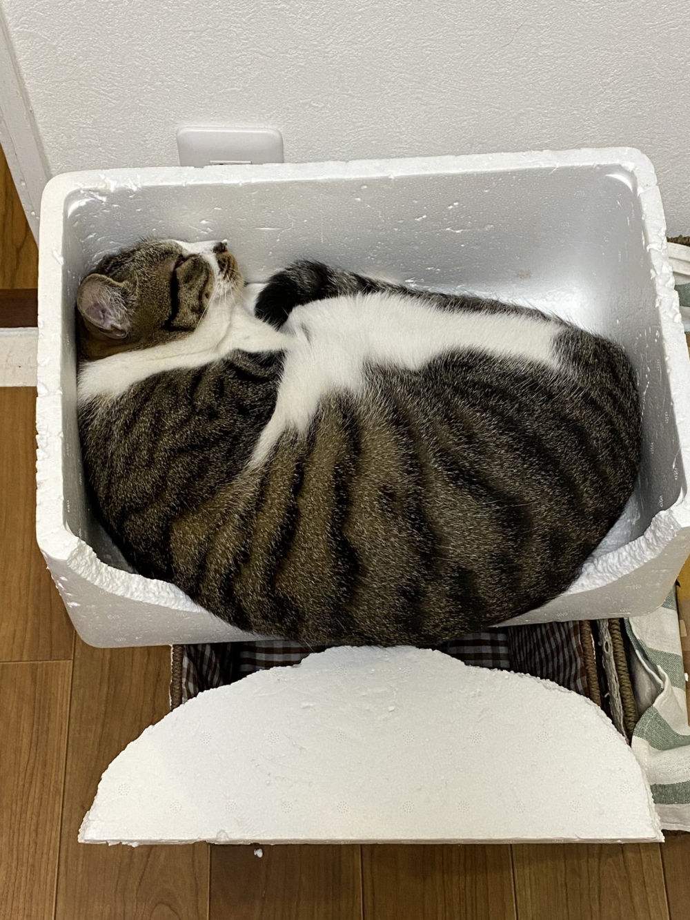 奴才：沒關係啦～我知道你很苗條