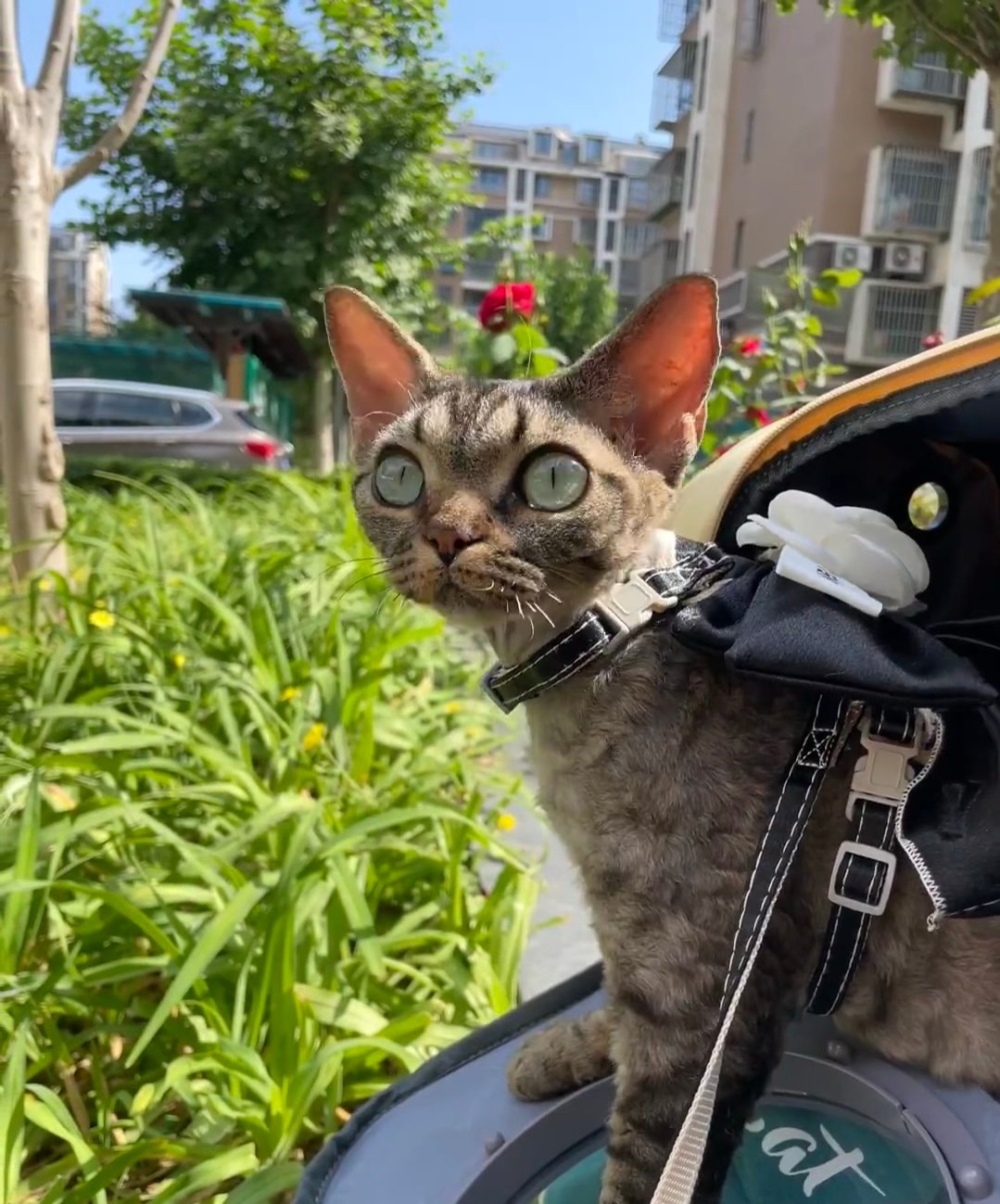 奴才：看來你很喜歡戶外啊～