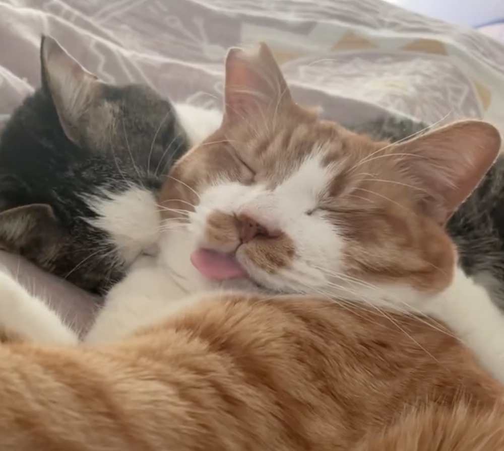 奴才：誰叫你那麼好玩喔