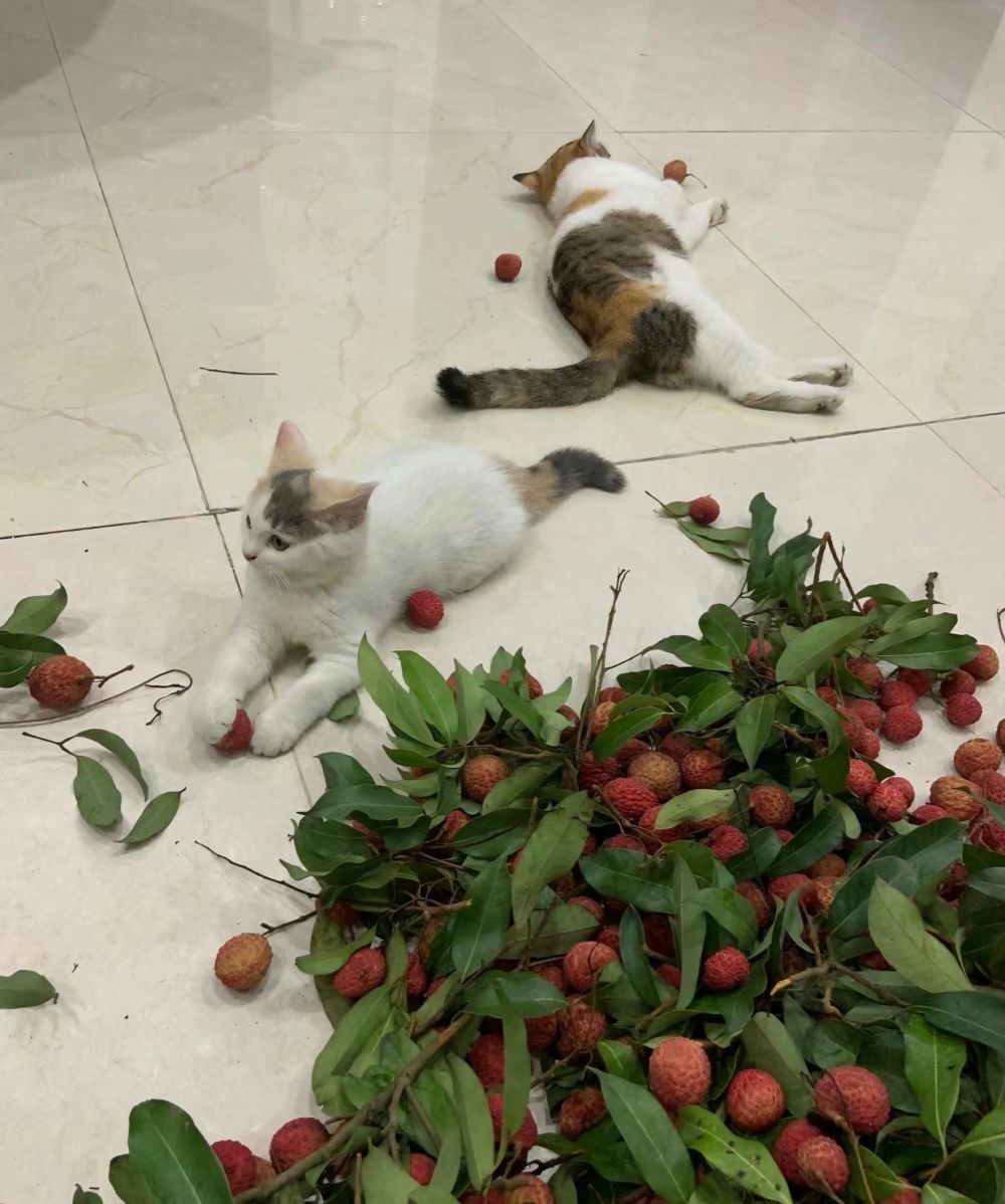 奴才：你別動歪腦筋喔