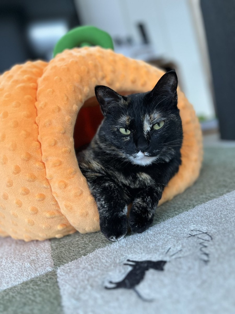 奴才：你不要太跩喔