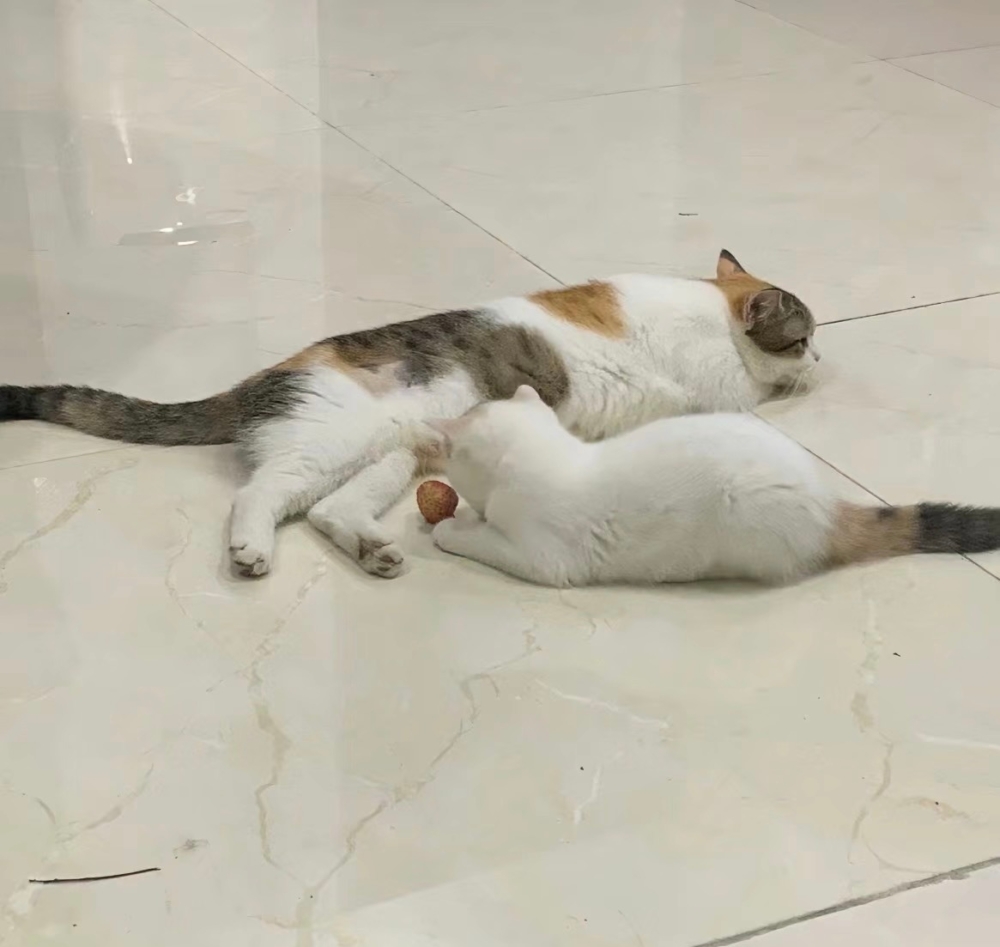 喵：哼！真的被媽媽教育了啦～