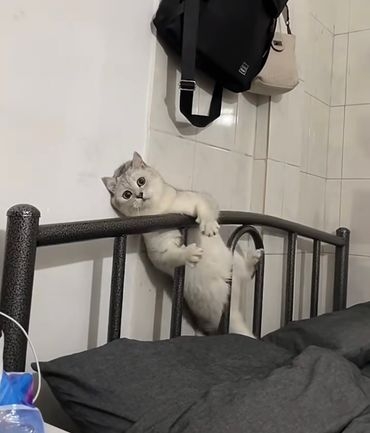 主子：怎麼有點不對勁？