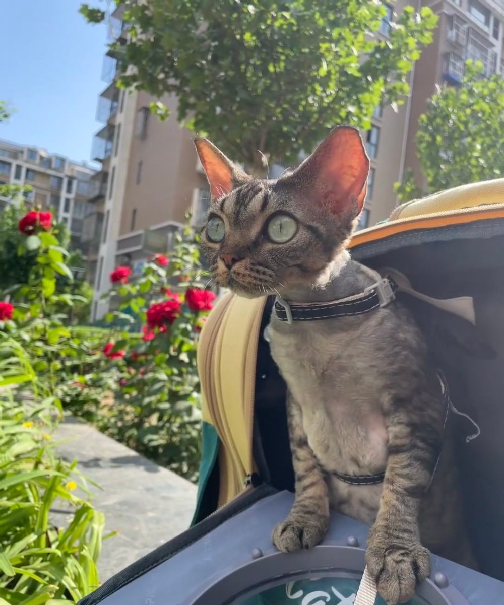 奴才：多虧有你我才有了出門的動力啊