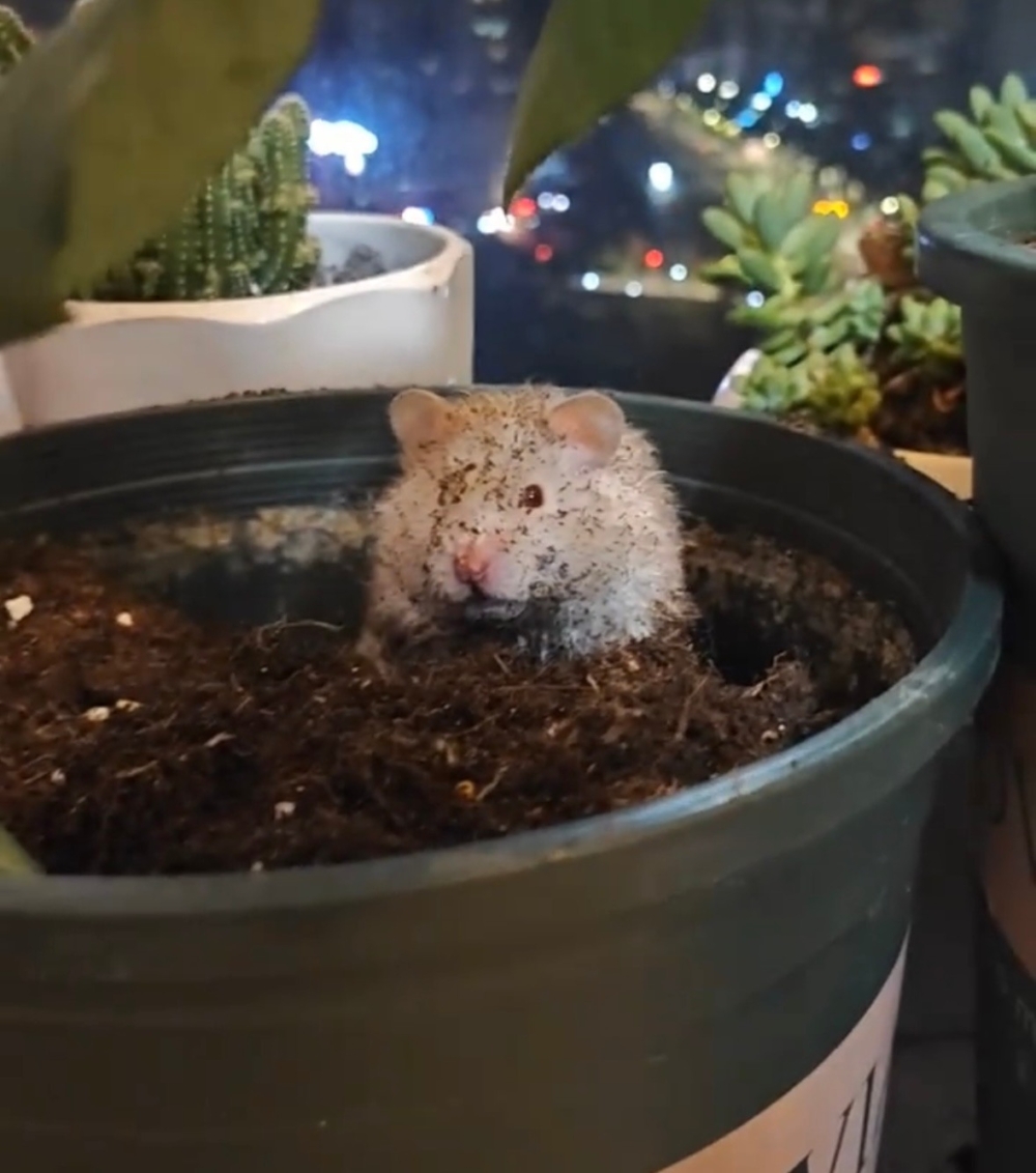 奴才：但是你要洗澡了