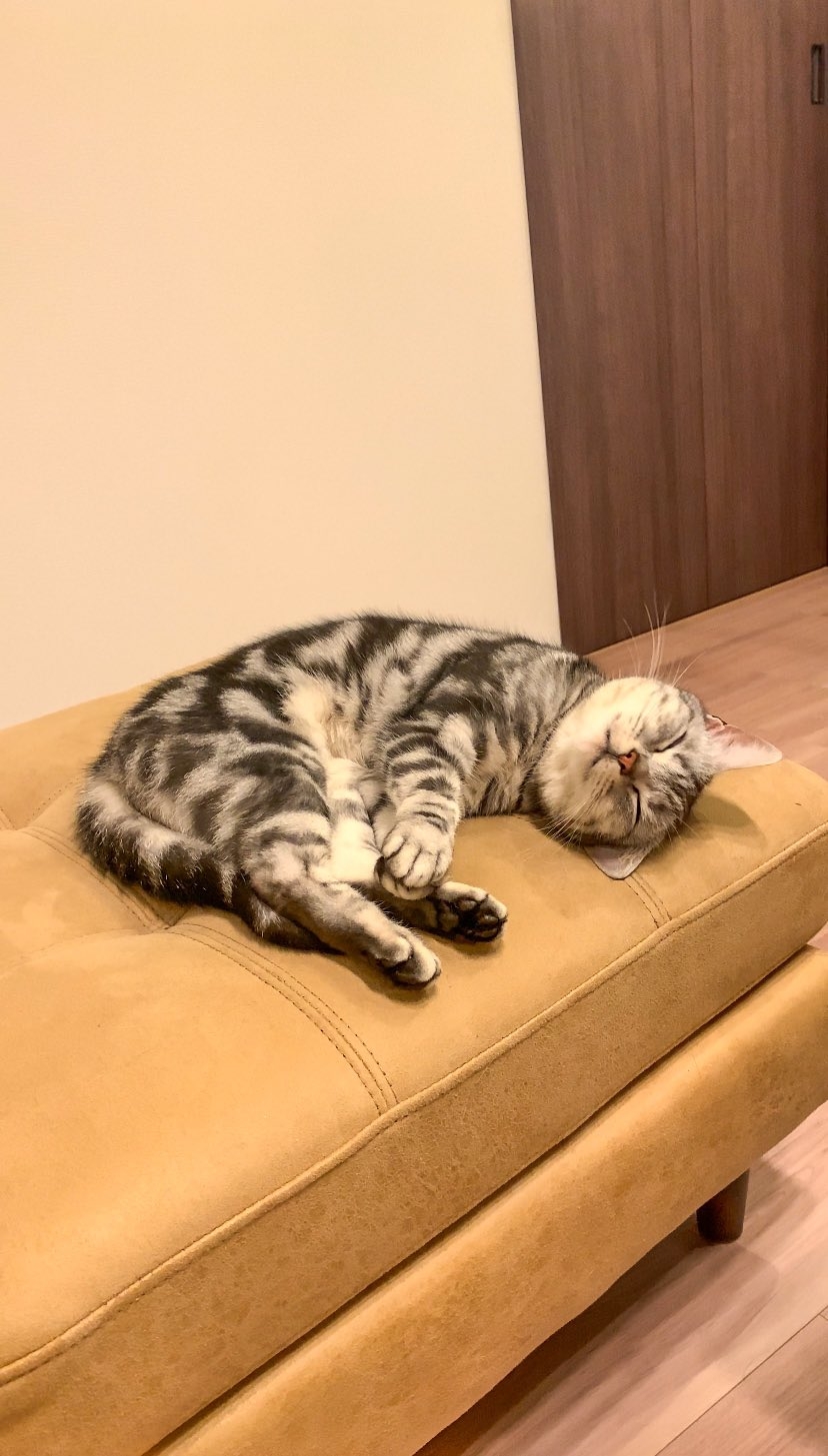 奴才：你倒是睡得很舒服，我快熱瘋啦