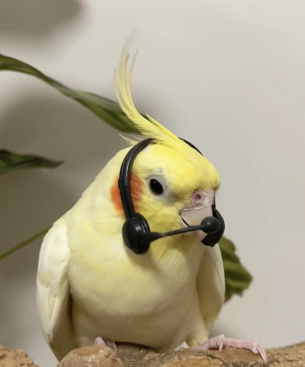 奴才：你好配合喔