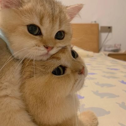 奴才：這是在虐我嗎？