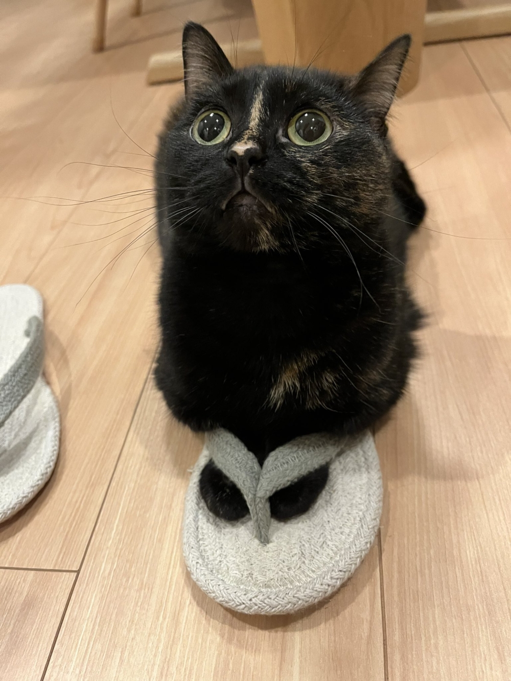 奴才：但是坐在鞋子前面沒有味道嗎？