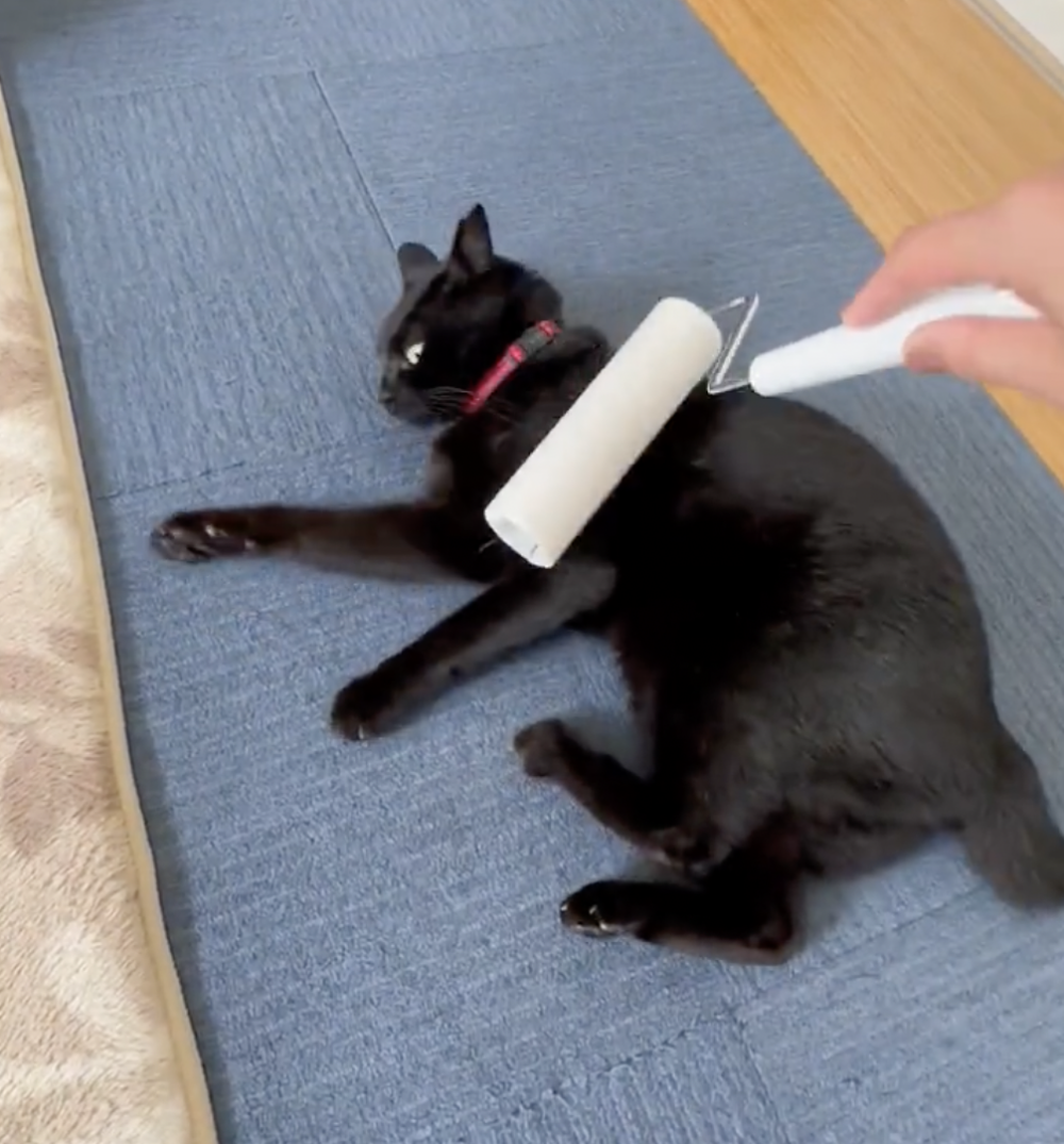 奴才：又成功收買你了