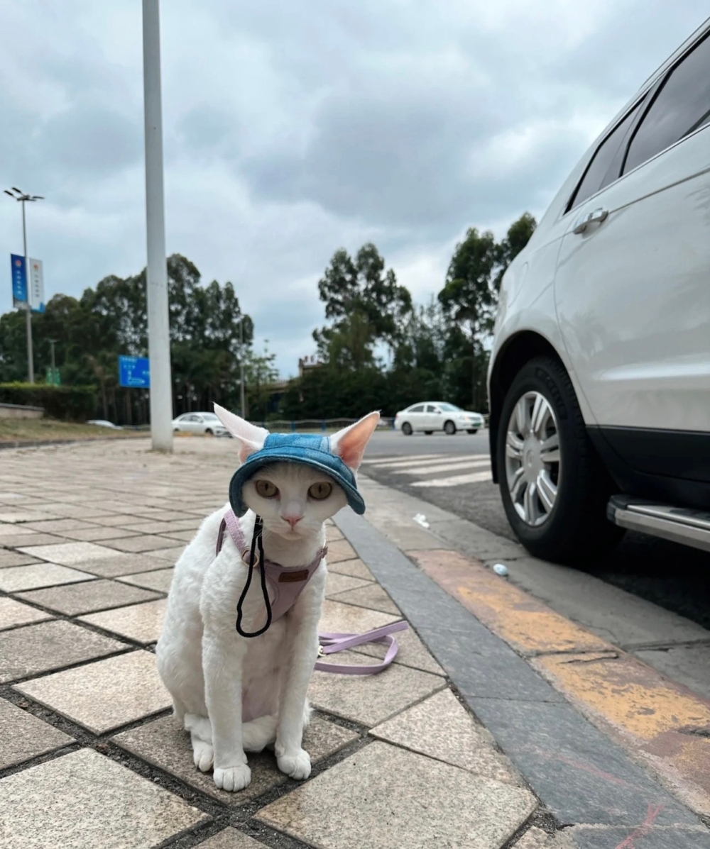 奴才：我也是擔心你啊