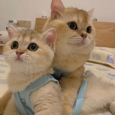 奴才：我一點也不想知道囉