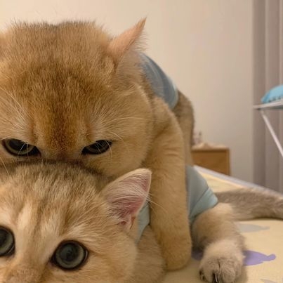 喵：別這樣嘛！你應該為朕感到高興啊