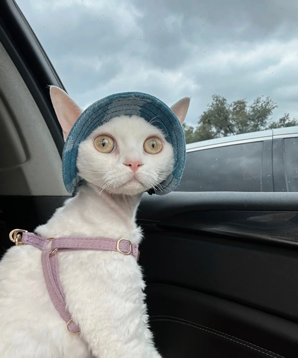 奴才：我們可以在車上看看這裡風景啊