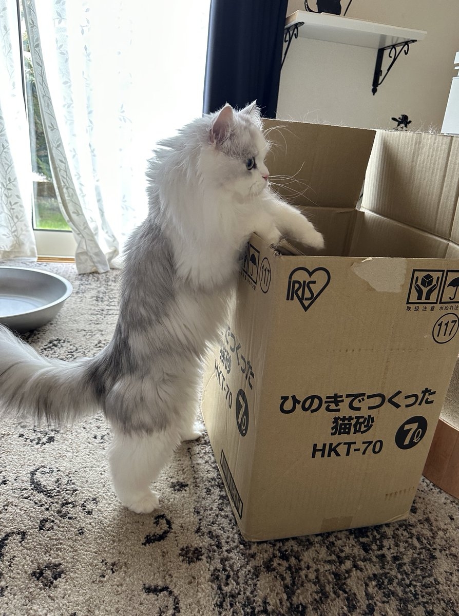 喵：好吧！朕可以理解啦