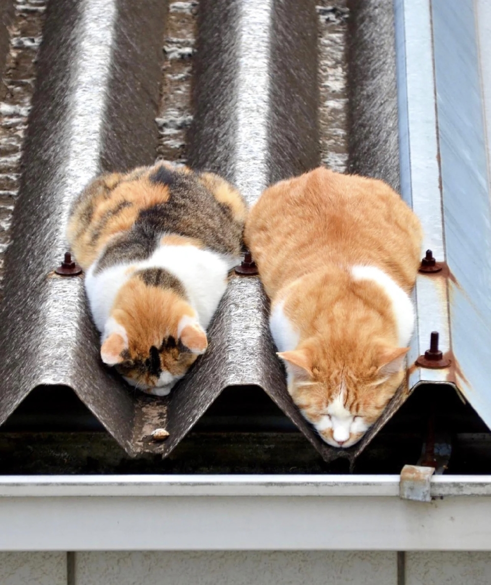 奴才：確實很符合