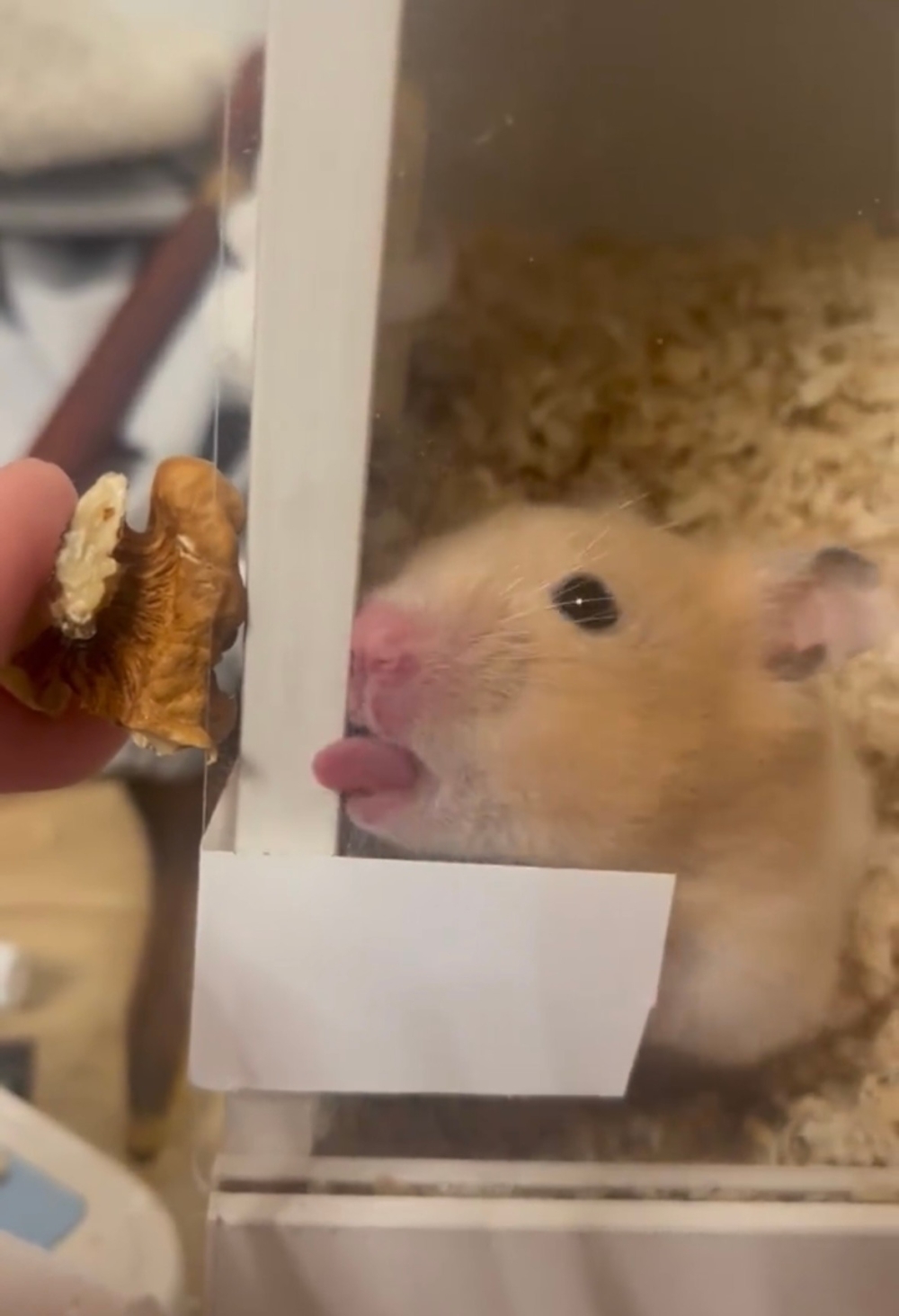 奴才：今天已經吃過囉～