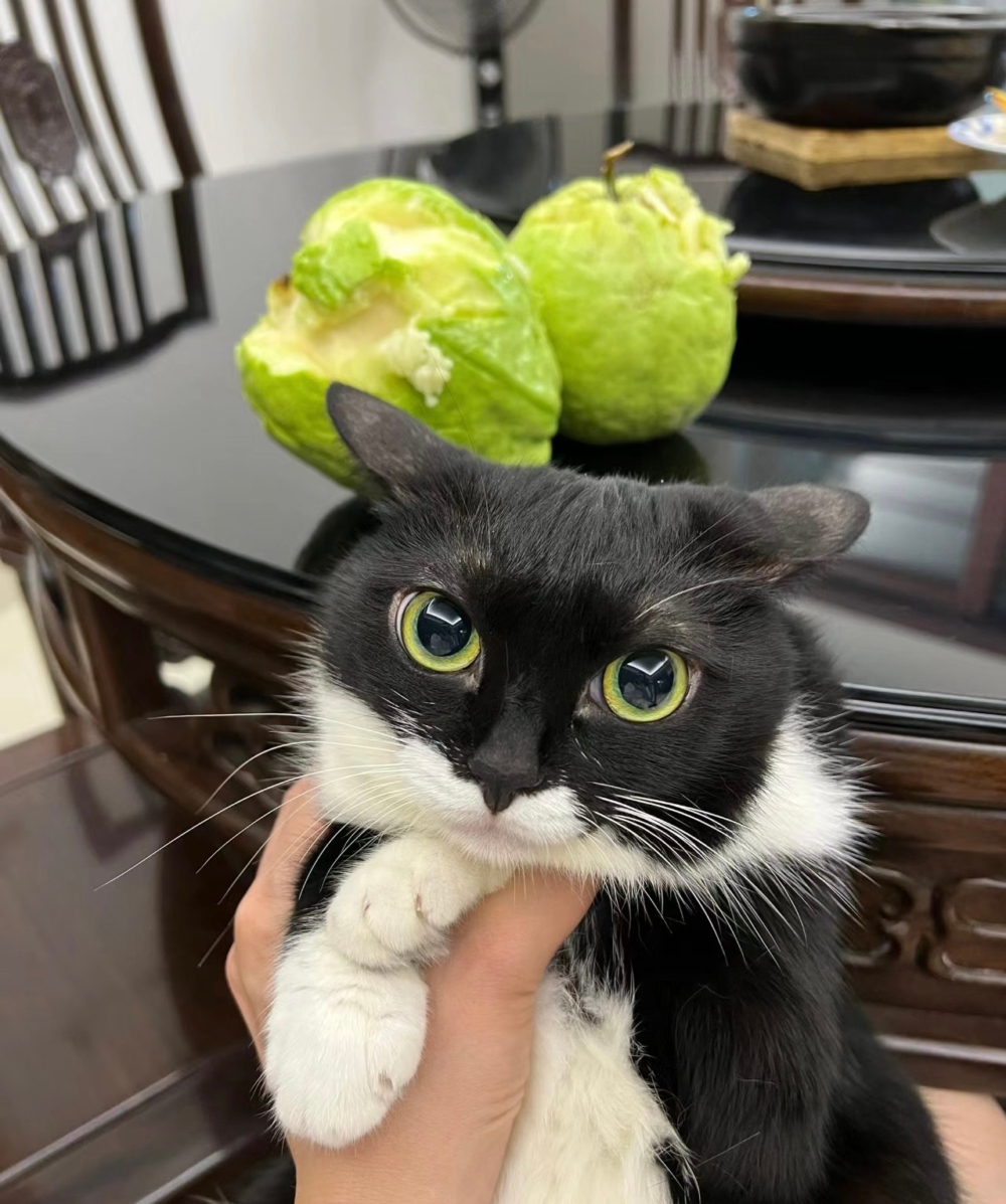 奴才：你都已經吃了，當然不在意囉