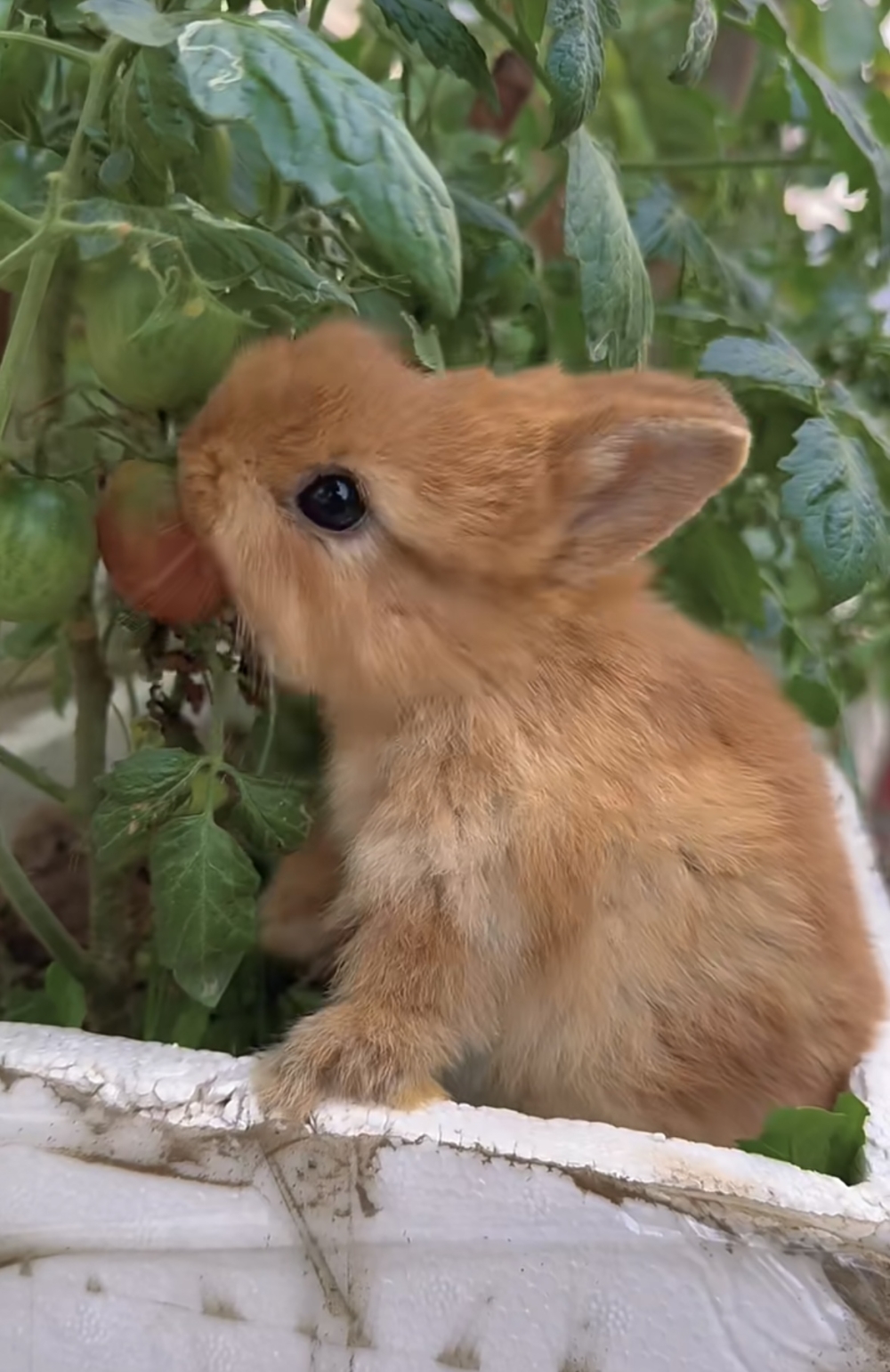 奴才：你真的很會選喔