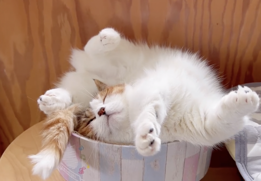 奴才：可是這樣的睡姿也太不好看吧...