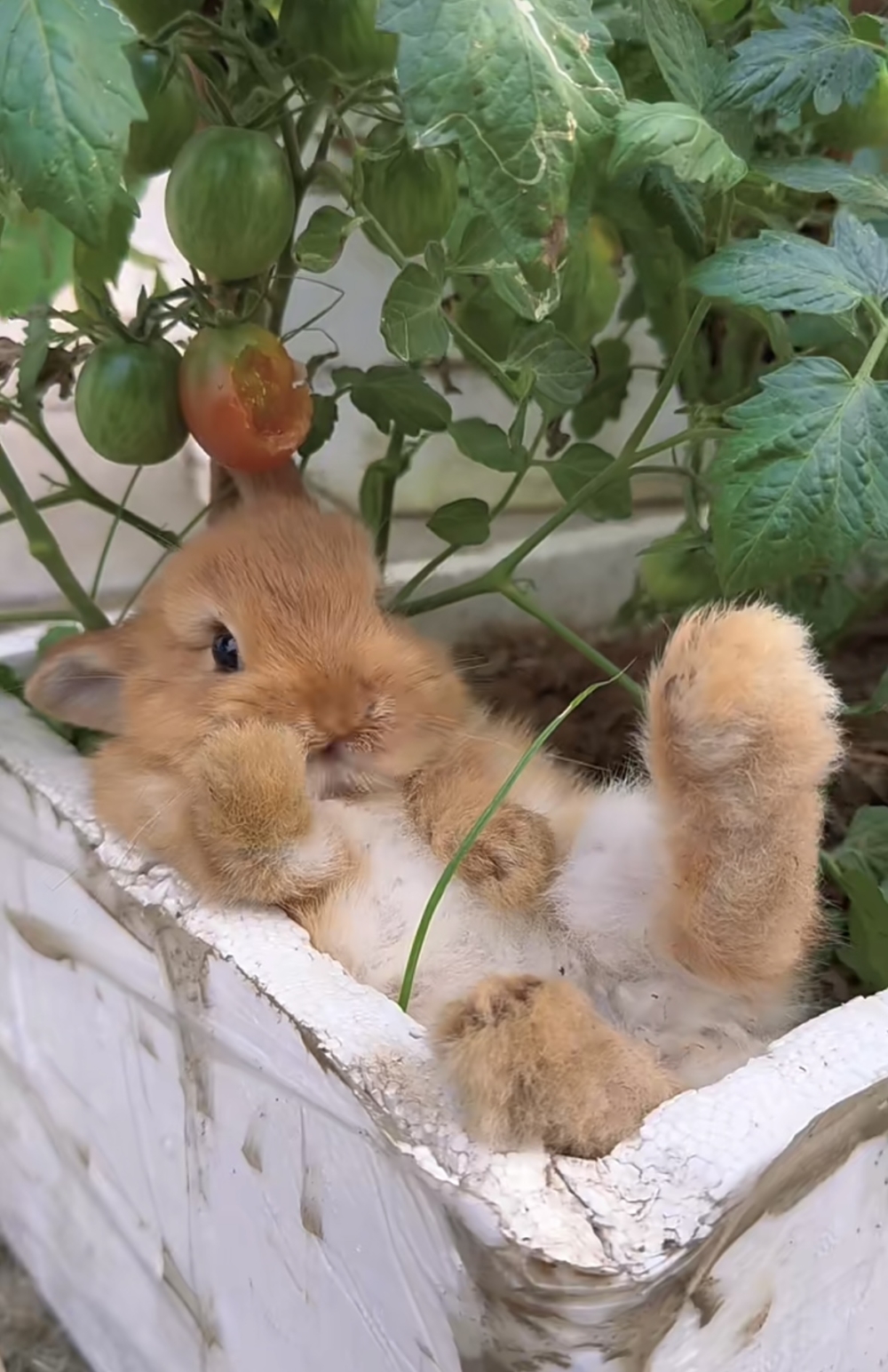 奴才：好會享受啊