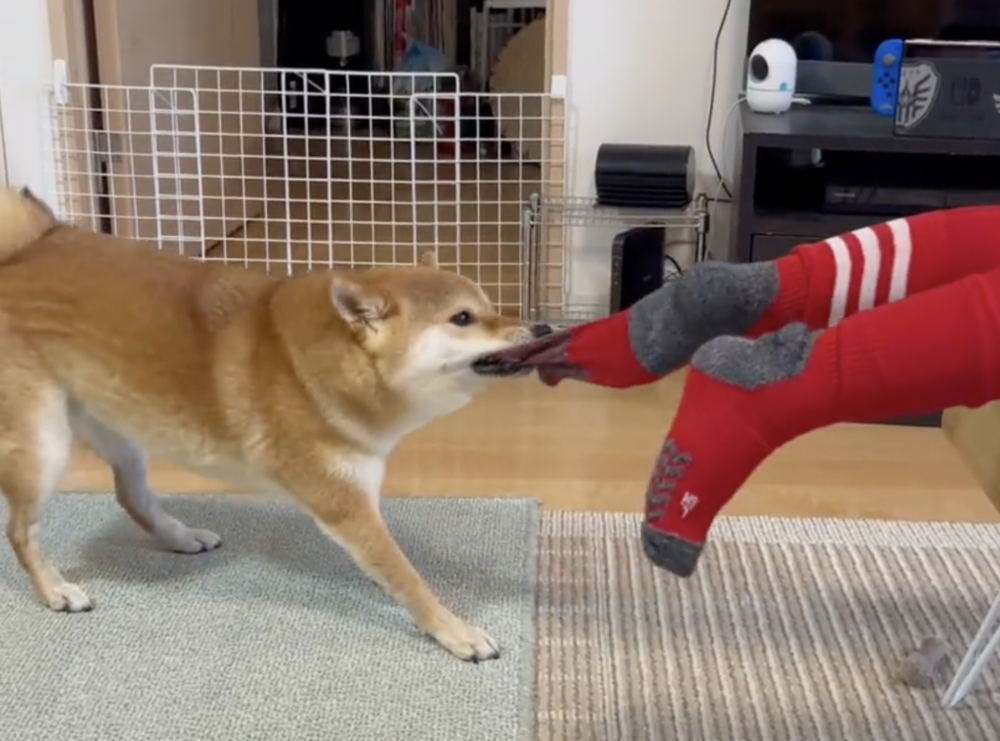 奴才：你小心拉破囉