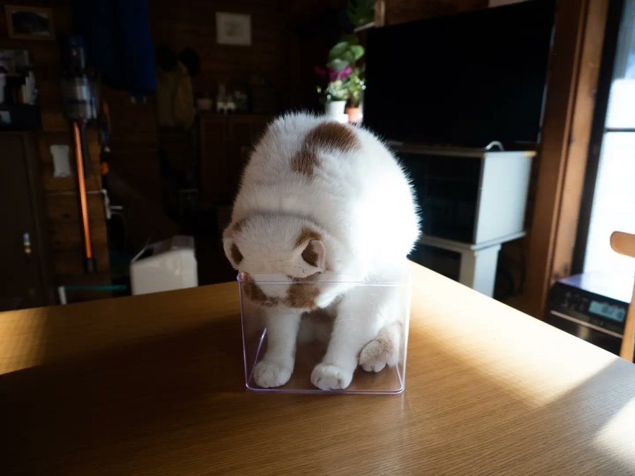 奴才:就是盒子太小啦