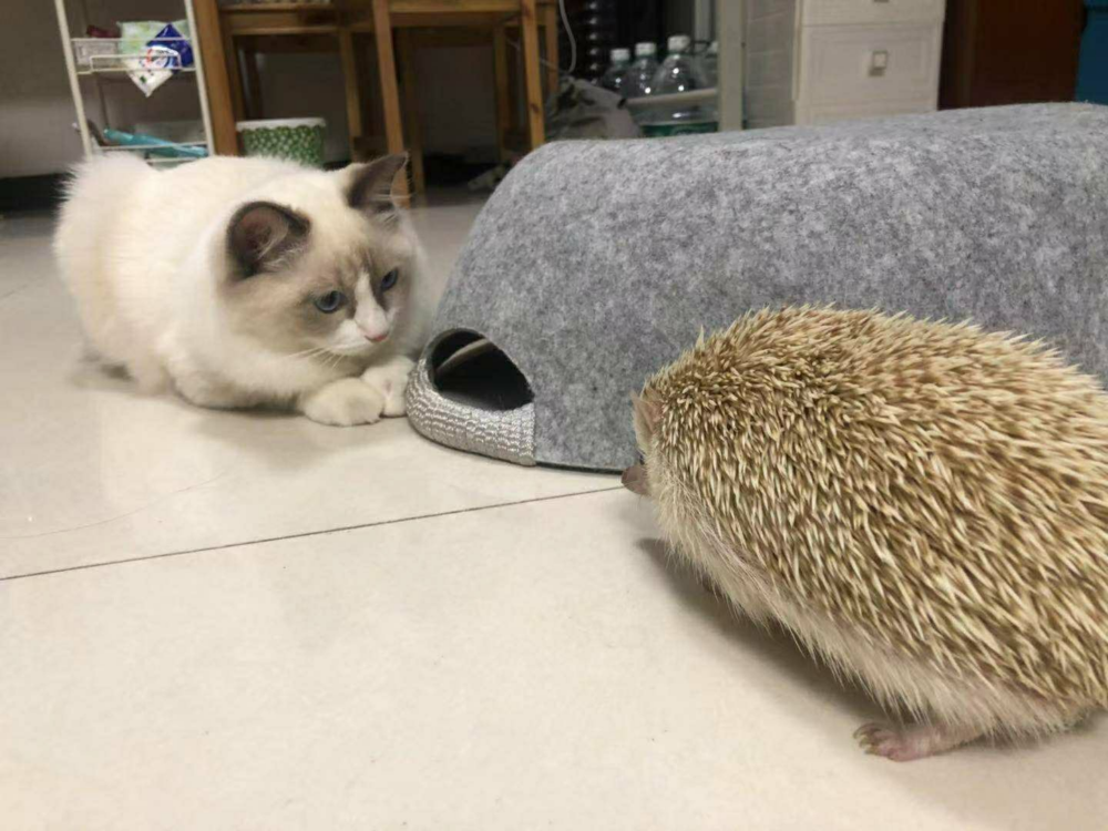 奴才：別想那麼多啦