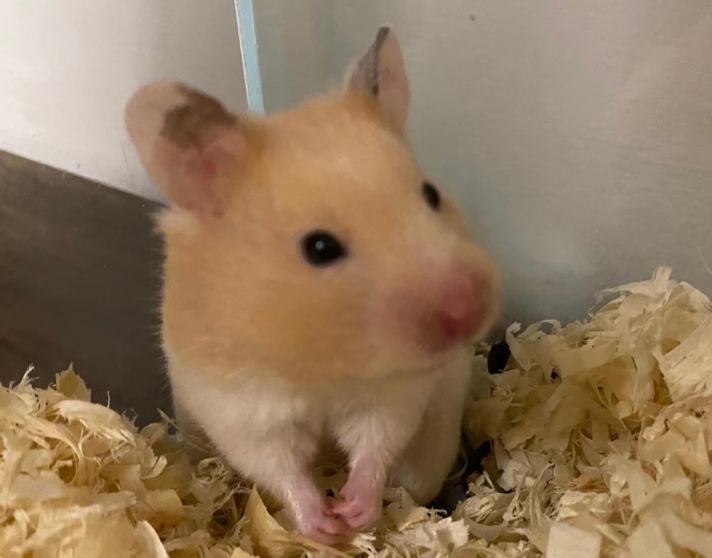 奴才：哼！再也不相信你了