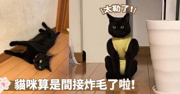猛男出動～迷妹們都快來圍觀啊！黑貓穿著超緊身術後服秒變大猩猩了啦