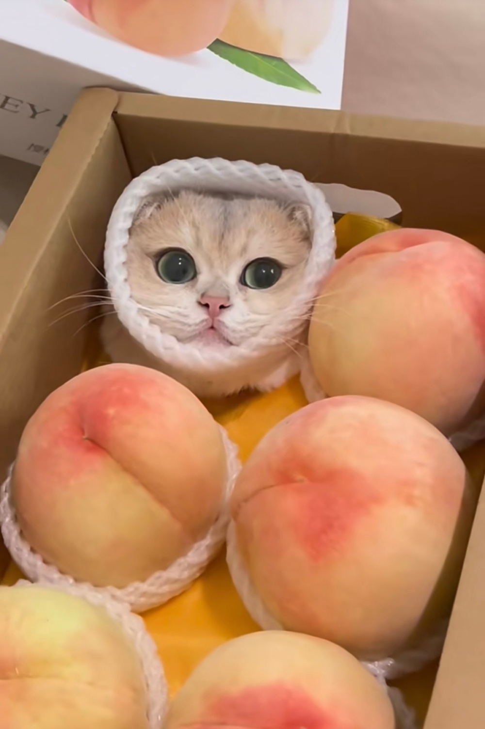 奴才：你太誇張啦