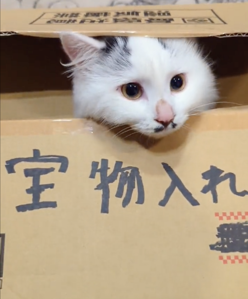 奴才:你很會選嘛