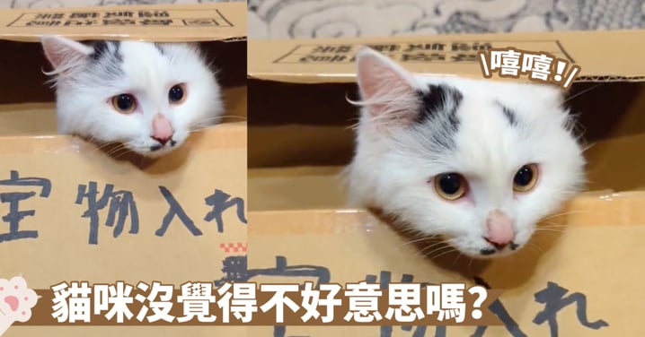 寶物盒裡有什麼？是家裡的寶貝貓咪啦～喵：朕也是會認字的囉！