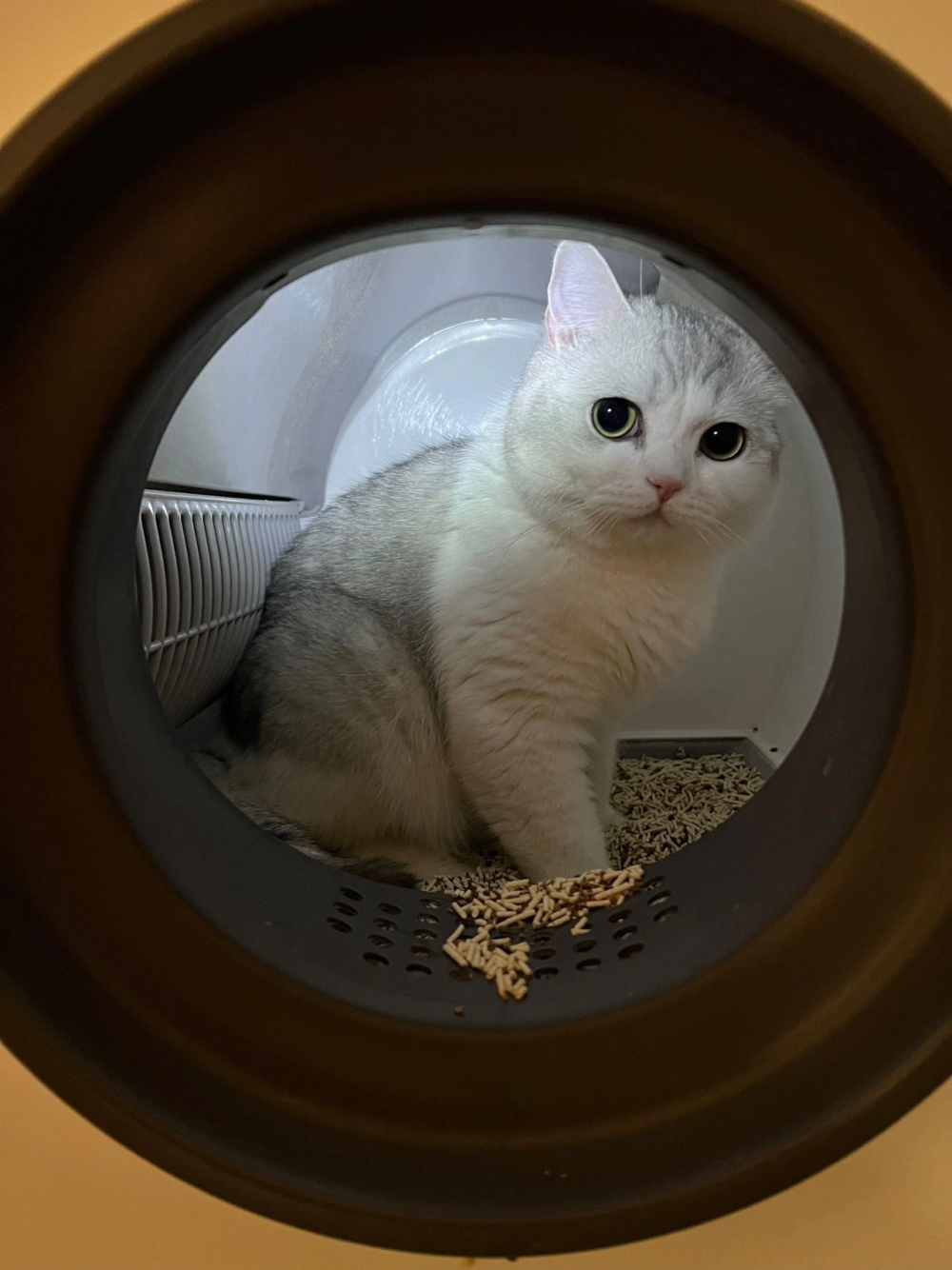 奴才：哎呀，我這是紀錄生活