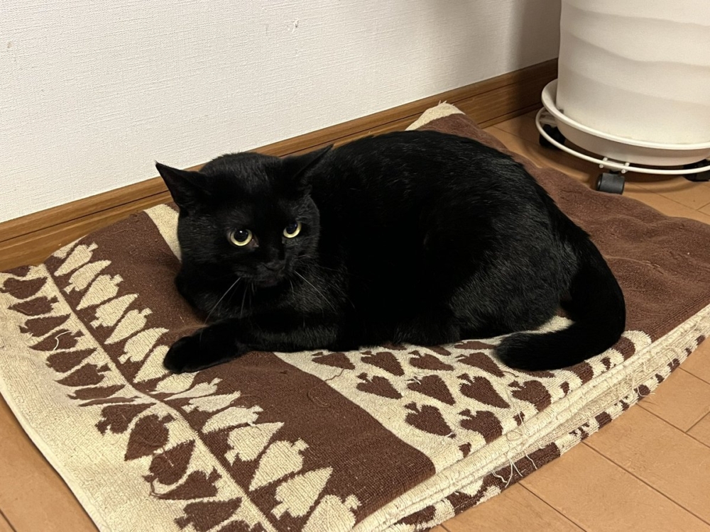 奴才:勒的是你的毛而已囉