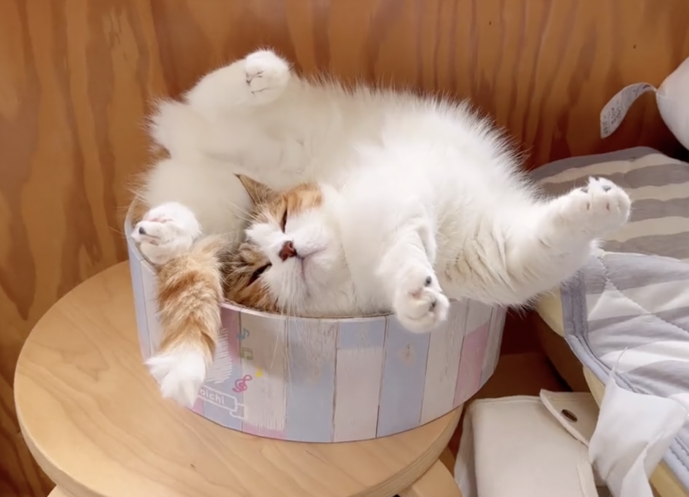 奴才：這樣真的舒服嗎？