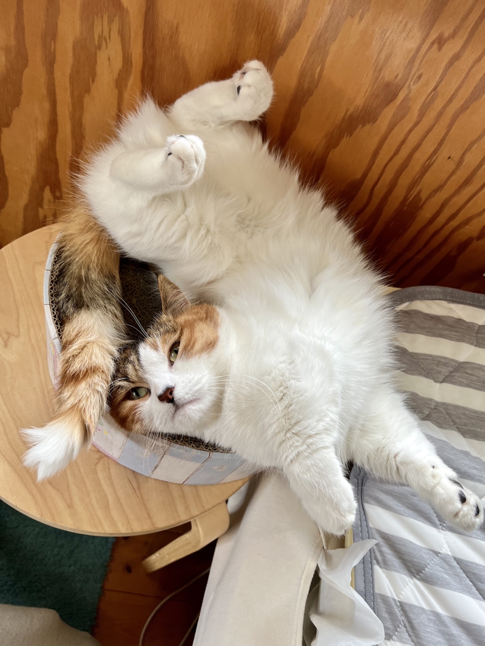 奴才：你不覺得自己和人家的睡姿有點不一樣？