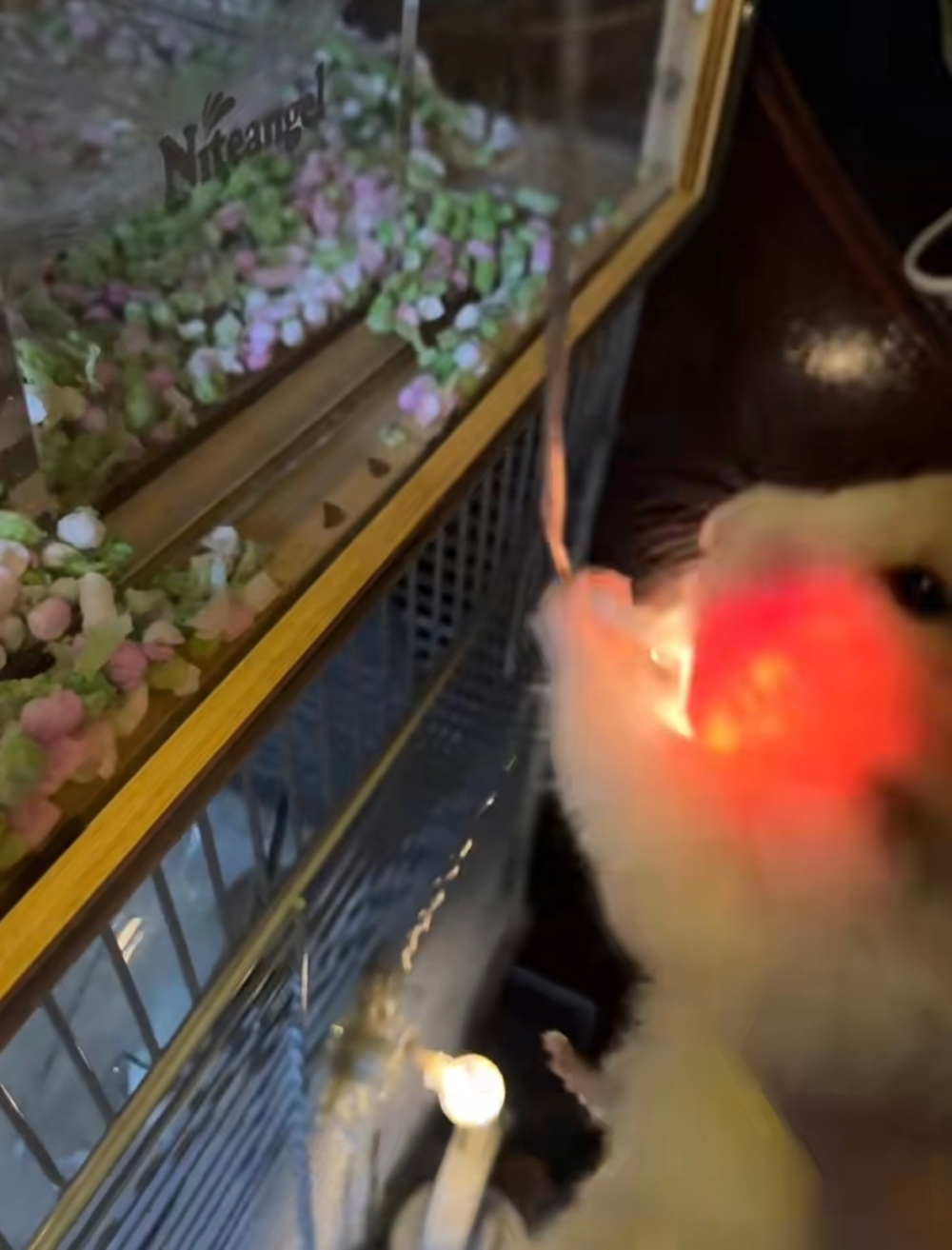 奴才：你會不會太嘴饞了一點喔